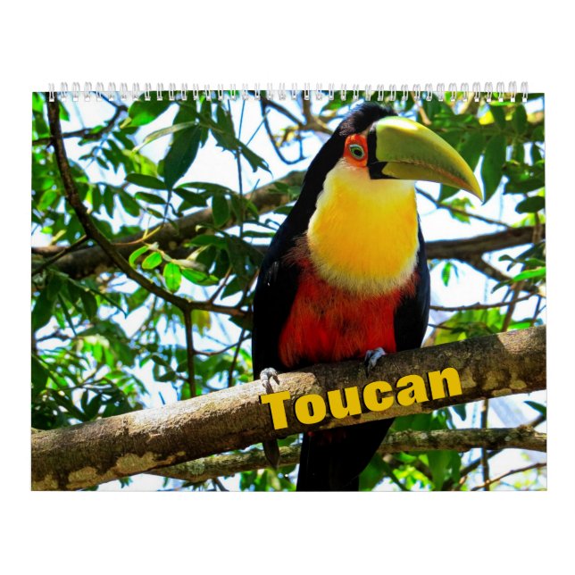 Calendário de Pássaros do Toco (Capa)