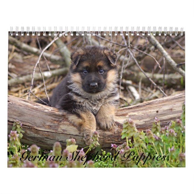 Calendário de Puppy do german shepherd 2016 (Capa)