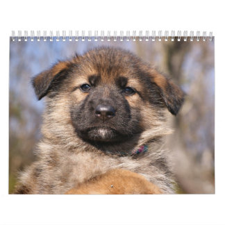 Calendário de Puppy do german shepherd 2016