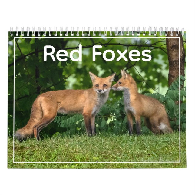 Calendário de Raposas Vermelhas (Capa)