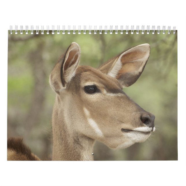 Calendário de Retratos da Natureza e Animais para  (Capa)