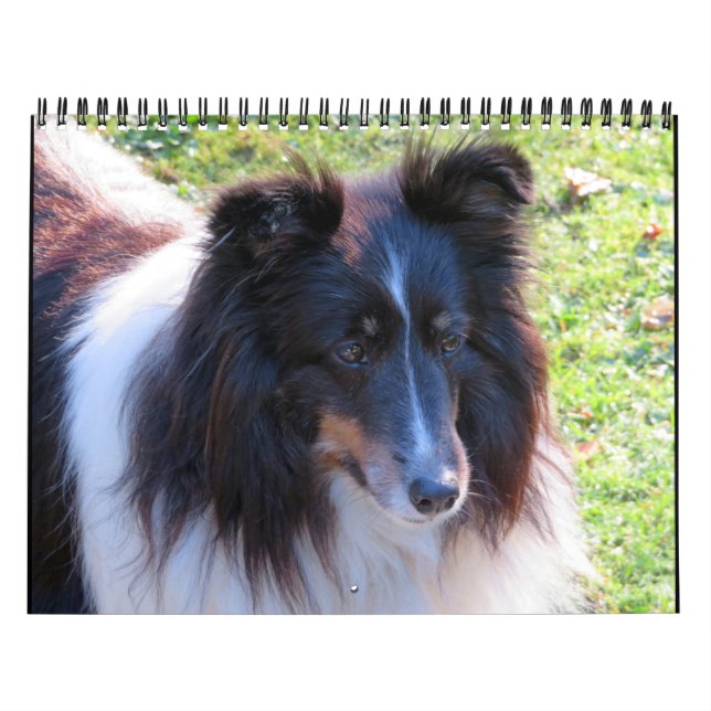 Calendário de Sheltie (Capa)
