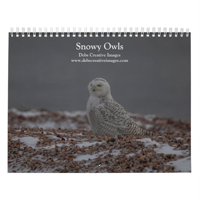Calendário de Snowy Owl 2026 (Capa)