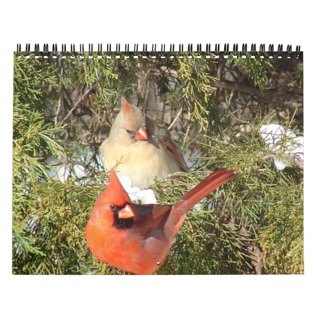 Calendário de Todos os Cardinais (Capa)