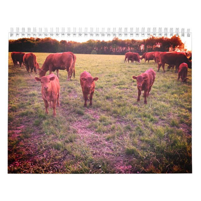 Calendário de Vaca (Capa)