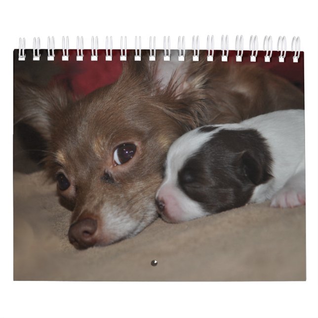 Calendário do amor da chihuahua (Capa)