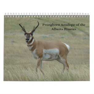 Calendário do Antílope do Pronghorn C11