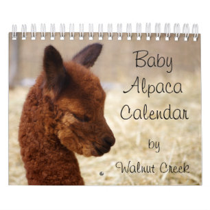 Calendário do Baby Alpaca 2020