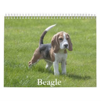 Calendário do Beagle