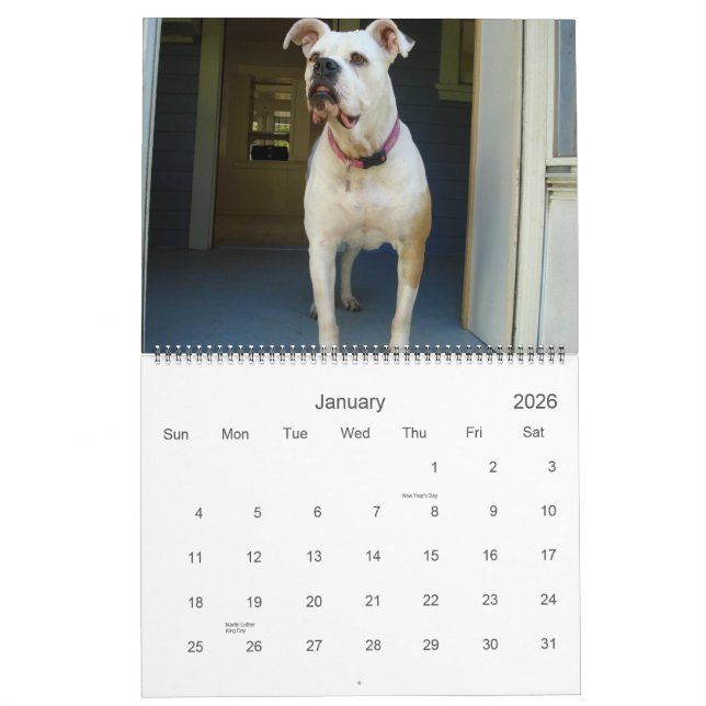 Calendário do buldogue de 2010 americanos (Jan 2026)