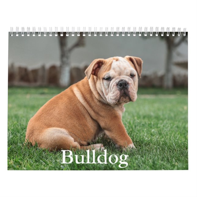 Calendário do Cachorro do Bulldog (Capa)