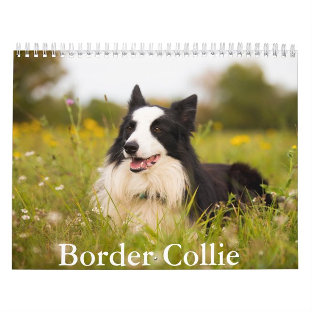 Calendário do Cão Collie de Borda (Capa)