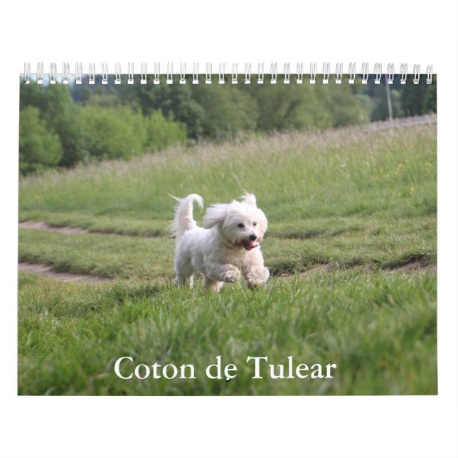Calendário do Cão Coton de Tulear (Capa)