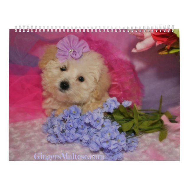 Calendário do Cão-de-Açúcar (Verso)