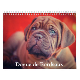 Calendário do Cão de Bordéus