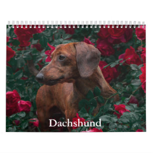 Calendário do Cão de Dachshund
