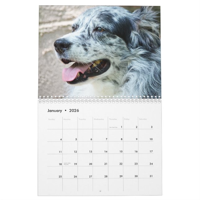 Calendário do cão de pastor de 2013 australianos (Jan 2026)
