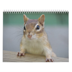 Calendário do Chipmunk