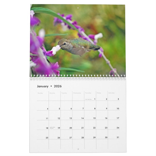 Calendário do colibri do quintal (Jan 2026)