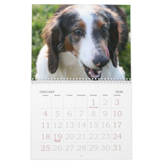 Calendário do Dachshund (Jan 2026)