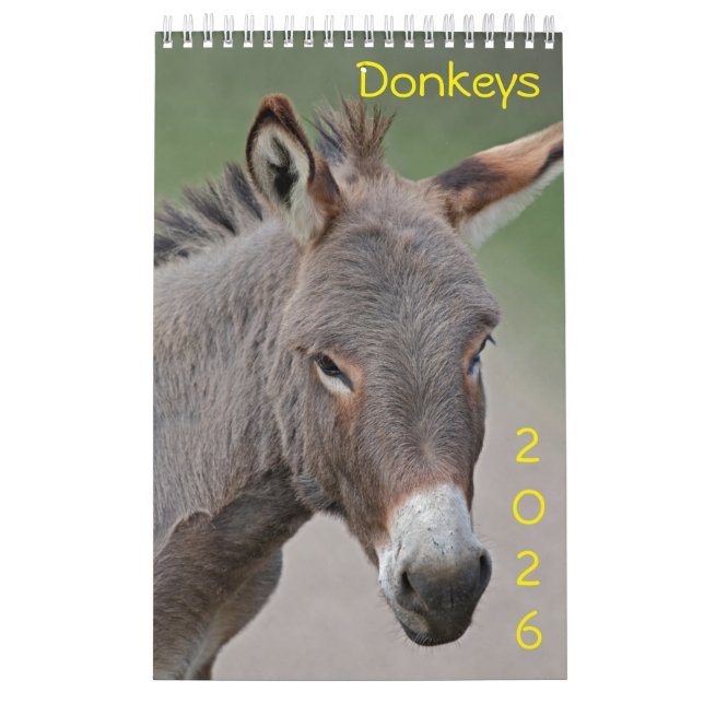 Calendário do Donkeys (Capa)