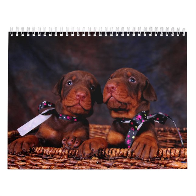 Calendário do filhote de cachorro do Doberman (Capa)