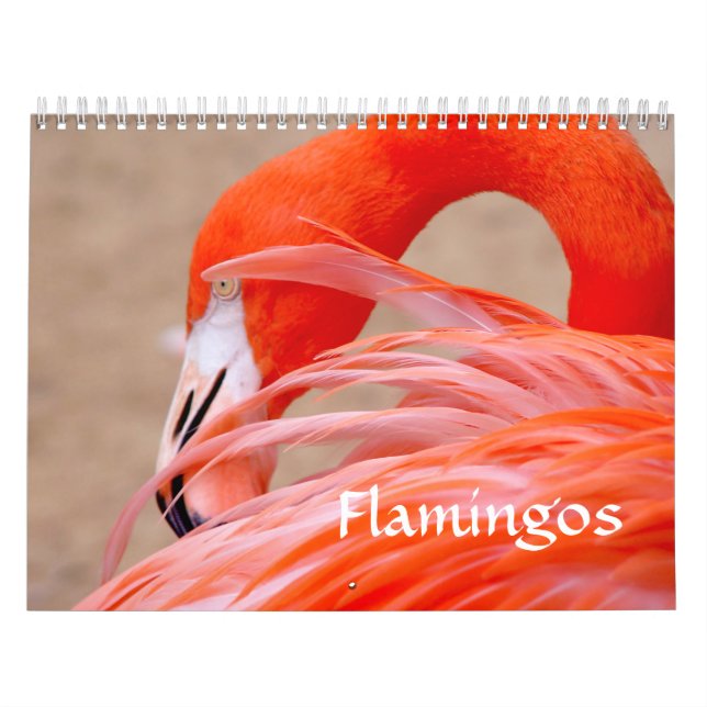 Calendário do flamingo (Capa)
