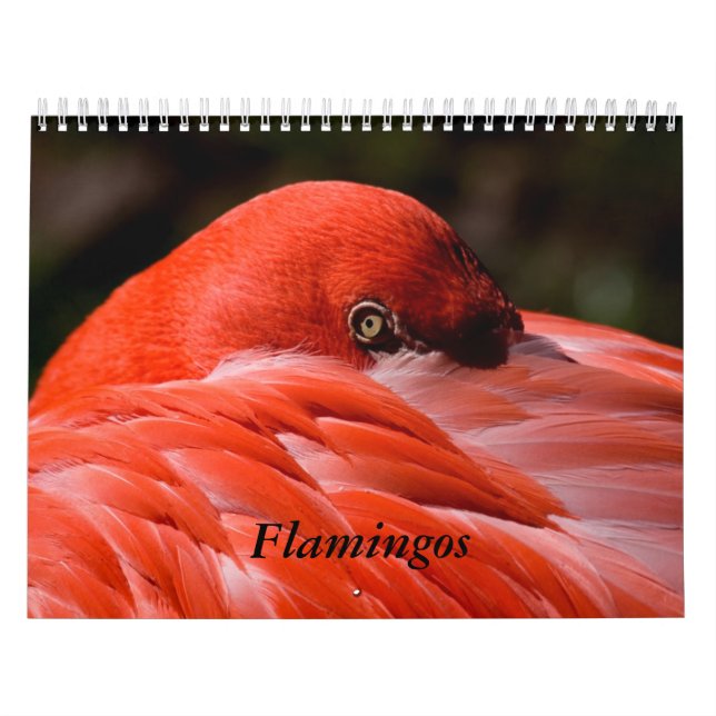 Calendário do flamingo (Capa)