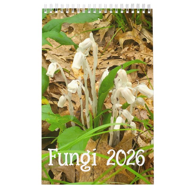 Calendário do Fungi 2026 (Capa)