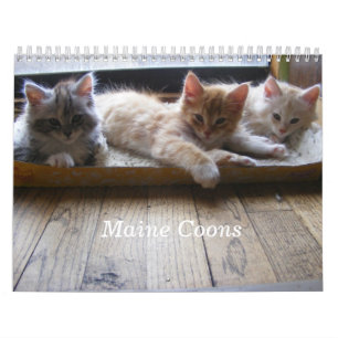 Calendário do gatinho do racum de Maine