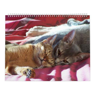 Calendário do gato