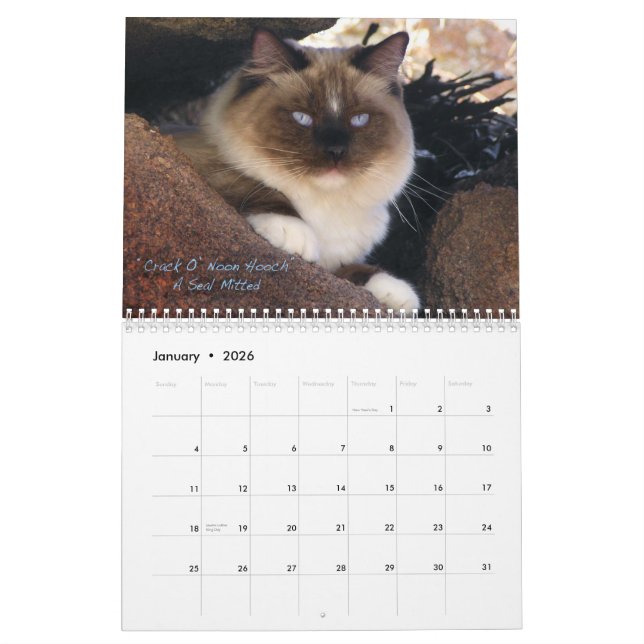 Calendário do gato de Ragdoll (Jan 2026)