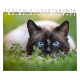 Calendário do gato Siamese