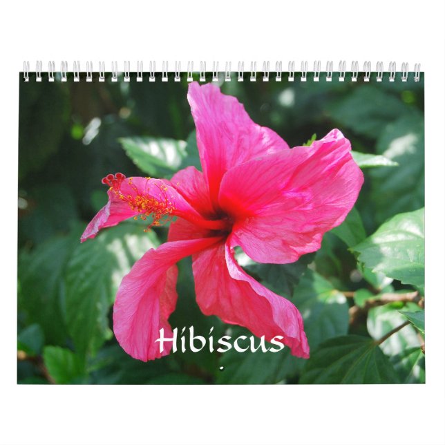 Calendário do Hibiscus (Capa)