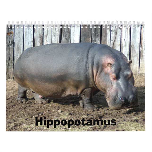 Calendário do Hippopotamus, Hippopotamus (Capa)