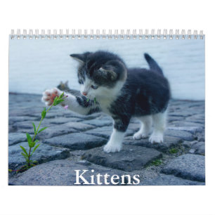 Calendário do Kitten