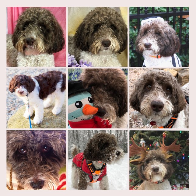 Calendário do Labradoodle Duke (Criador carregado)