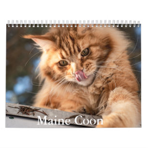 Calendário do Maine Coon