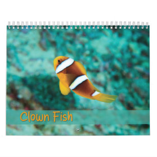 Calendário do Peixe-Palha - Peixe-Anêmona