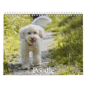 Calendário do Poodle