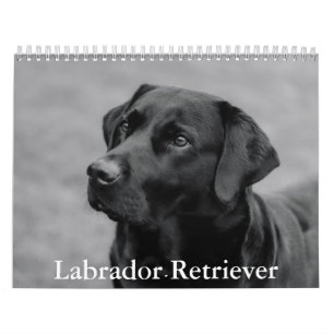 Calendário do Retriever do Labrador