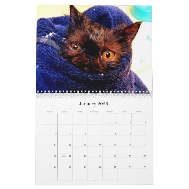 Calendário do salvamento da raça do gato do (Jan 2026)