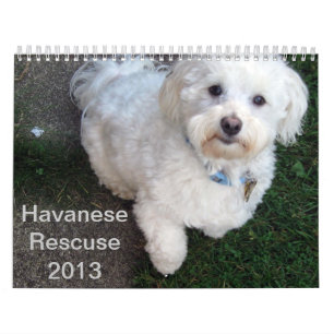Calendário do salvamento de Havanese