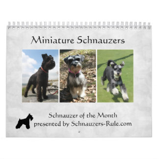 Calendário do Schnauzer Miniatura