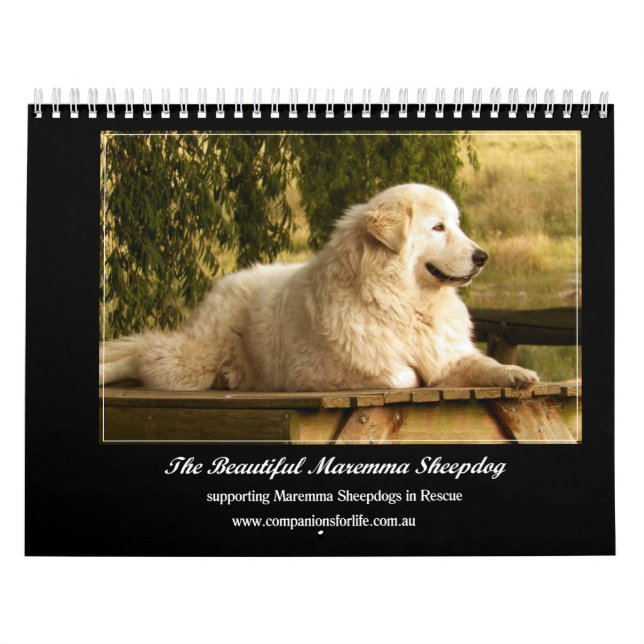 Calendário do Sheepdog de Maremma (Capa)