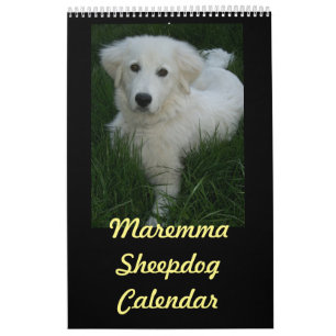 Calendário do Sheepdog de Maremma