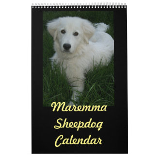 Calendário do Sheepdog de Maremma
