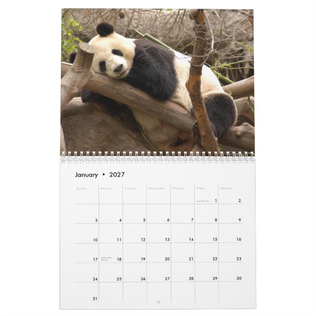 Calendário do urso de panda gigante, ursos de (Jan 2027)