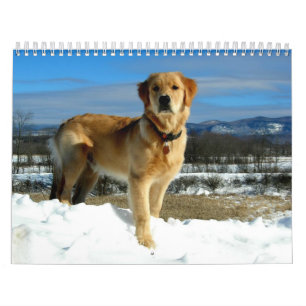 Calendário dos amantes do golden retriever