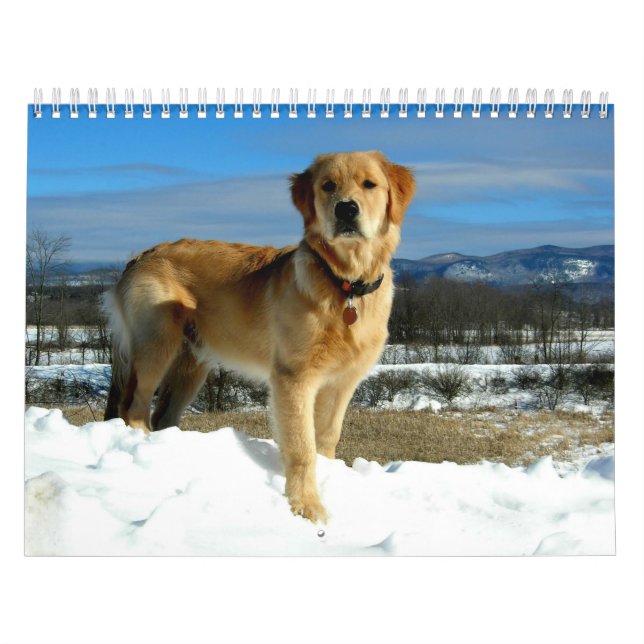 Calendário dos amantes do golden retriever (Capa)